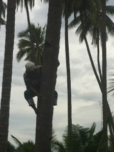 Coconut tree harvester